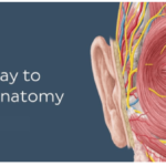 Kenhub Anatomy and Histology Videos 2023 Free Download