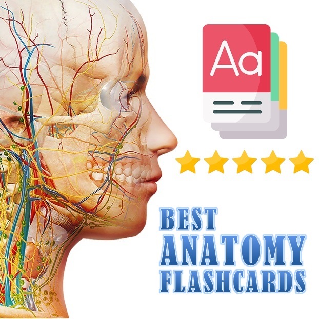 5 Best Anatomy Flashcards For Medical Students & Nurses 2023 PDF